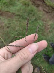 Paspalum paniculatum