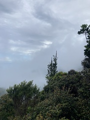 Araucaria