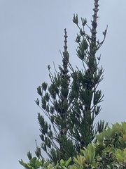 Araucaria