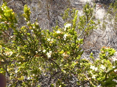 Lachnaea