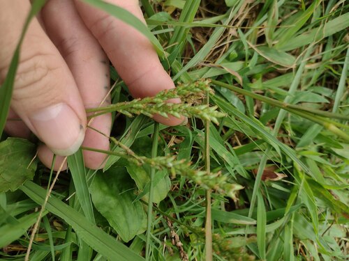 Plantago major observed 2022-12-08