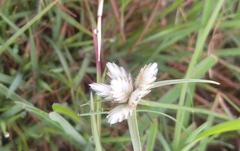 Cyperus niveus leucocephalus