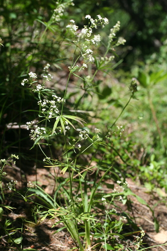 Galium aristatum, photograph 3