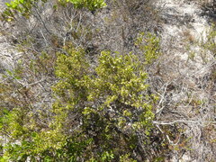 Lachnaea