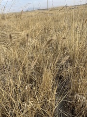 Agropyron