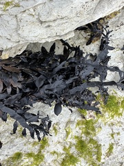 Carpophyllum maschalocarpum