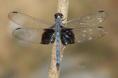 Tyriobapta torrida