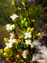 Lachnaea