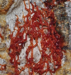 Cytospora chrysosperma