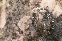 Paraphyllum antennatum