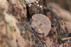 Paraphyllum antennatum