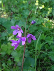 Primula matthioli