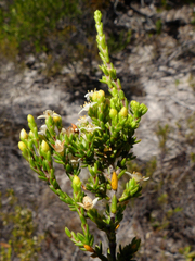 Lachnaea