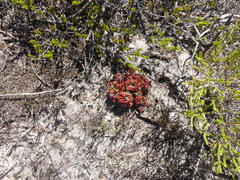 Drosanthemum stokoei