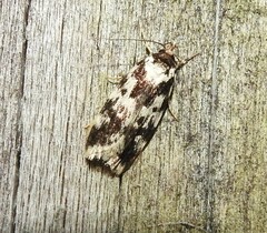 Barea confusella