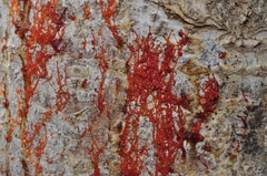 Cytospora chrysosperma