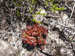 Drosanthemum stokoei