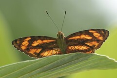 Pantoporia
