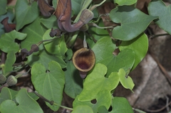 Aristolochia baetica
