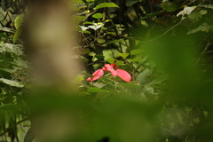 Mussaenda erythrophylla