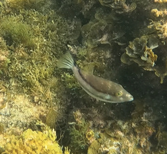 Canthigaster capistrata