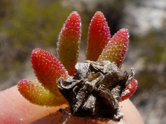 Drosanthemum stokoei
