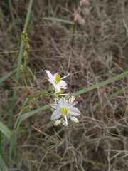Chlorophytum cooperi