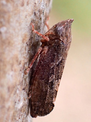 Stenocotini