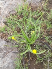 Hypoxis hemerocallidea