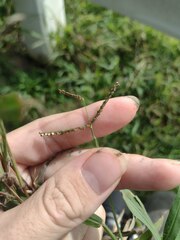 Paspalum paniculatum