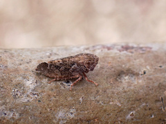 Stenocotini