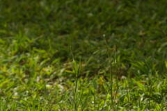 Dichanthium aristatum