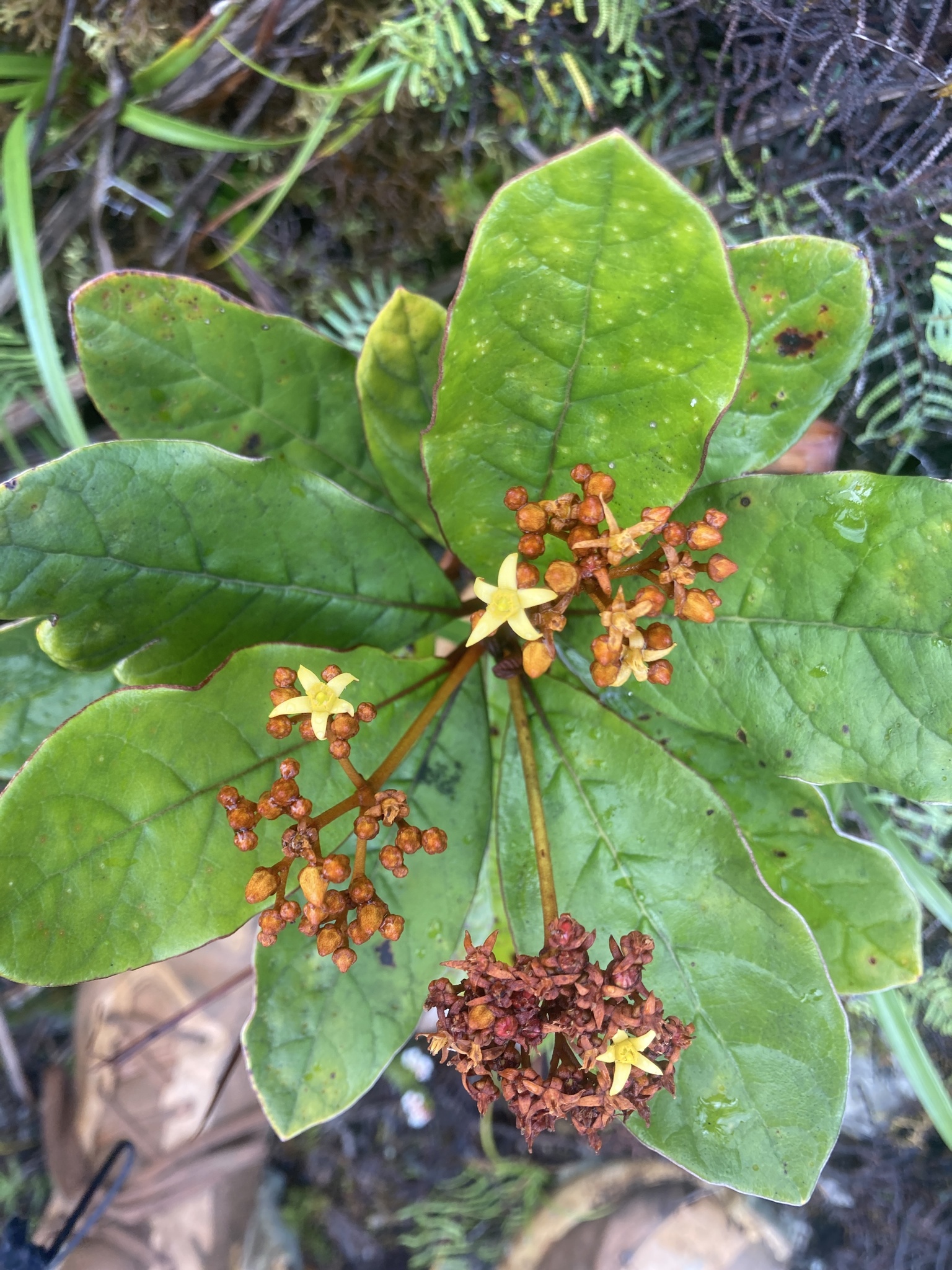 Argophyllum ellipticum