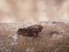 Stenocotini