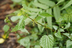 Urtica incisa