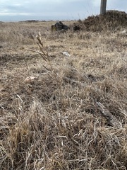 Bromus