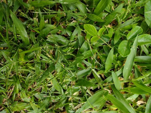 Urochloa distachyos, photograph 1