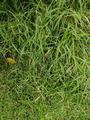 Urochloa glumaris