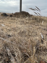 Bromus