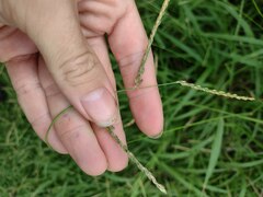 Urochloa glumaris
