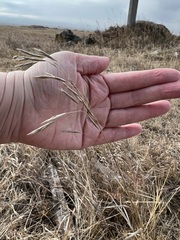 Bromus