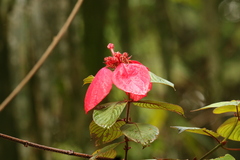 Mussaenda erythrophylla