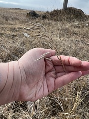 Bromus