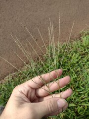 Digitaria stricta