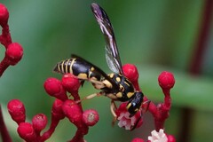 Gribodia