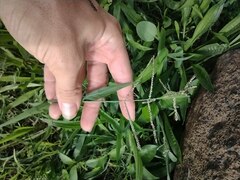 Paspalum paniculatum