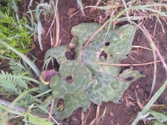 Ledebouria ovatifolia