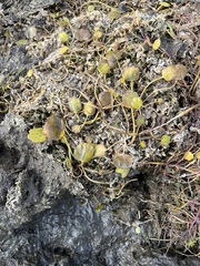 Halerpestes sarmentosa