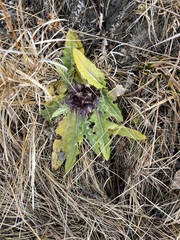 Cirsium acaule esculentum