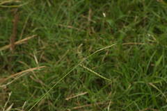 Urochloa glumaris